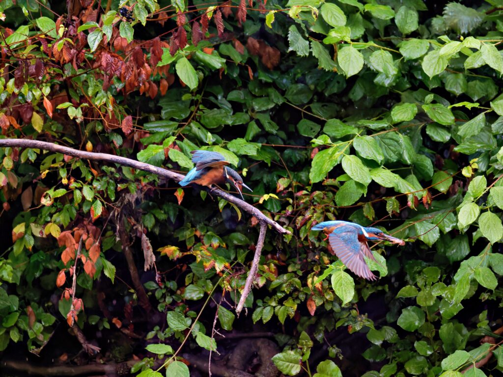 martin pêcheur kingfisher