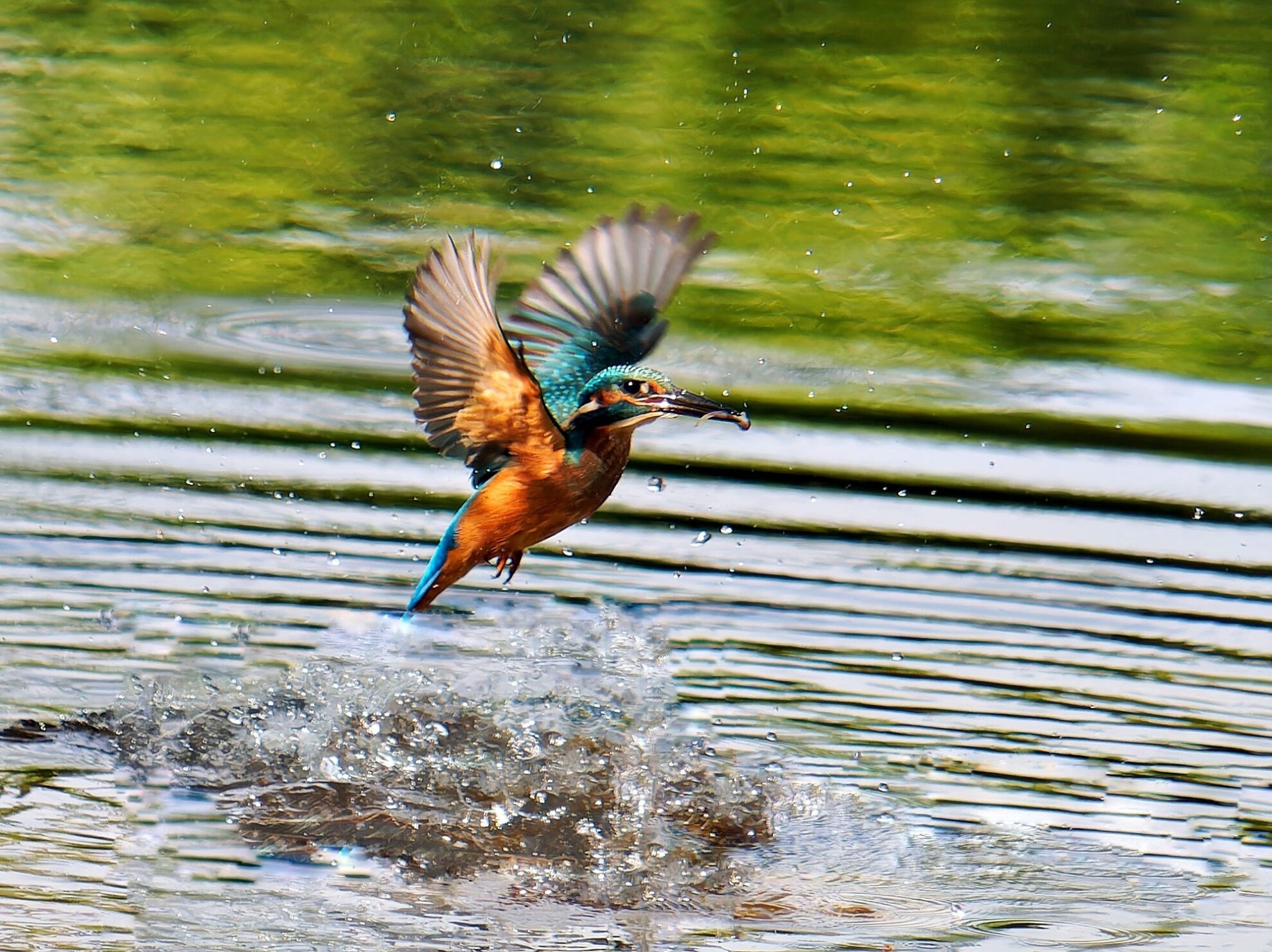 Le Plongeon Du Martin P cheur Photonicolas