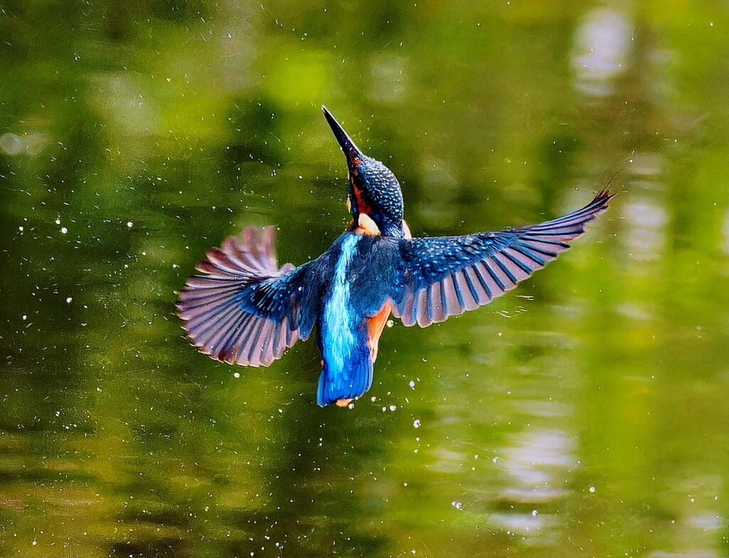 Un martin-pêcheur bleu en vol au-dessus de l'eau, ailes déployées