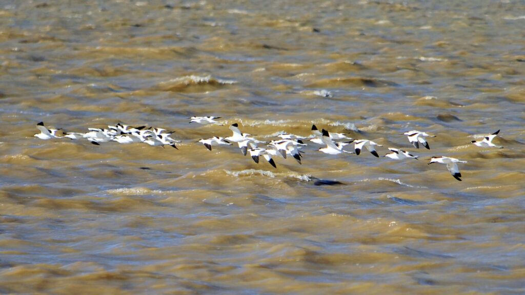 Groupe de mouettes volant au-dessus d'une mer agitée