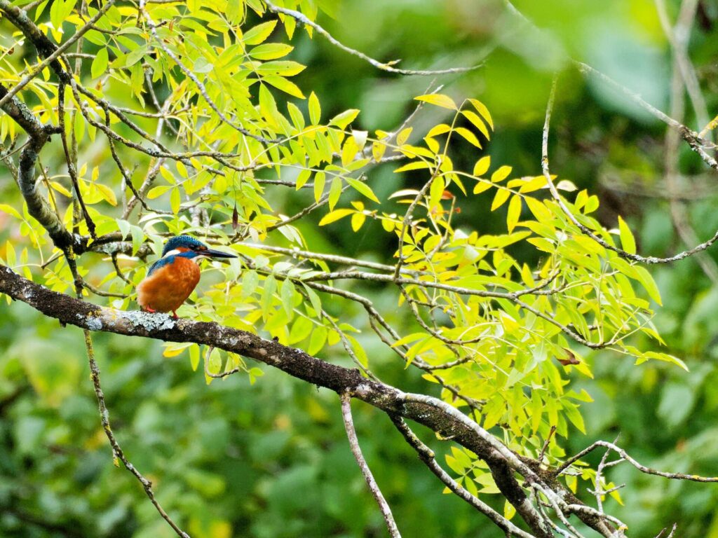 Martin-pêcheur perché sur une branche de frêne en plein été