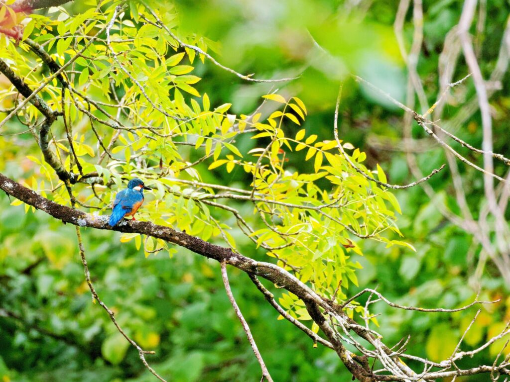 Martin pêcheur perché sur une branche de frêne dans la verdure