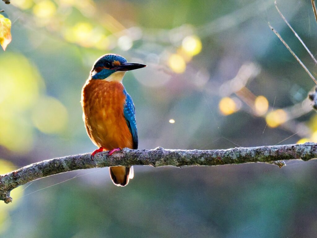 Martin-pêcheur coloré posé sur une branche en pleine nature