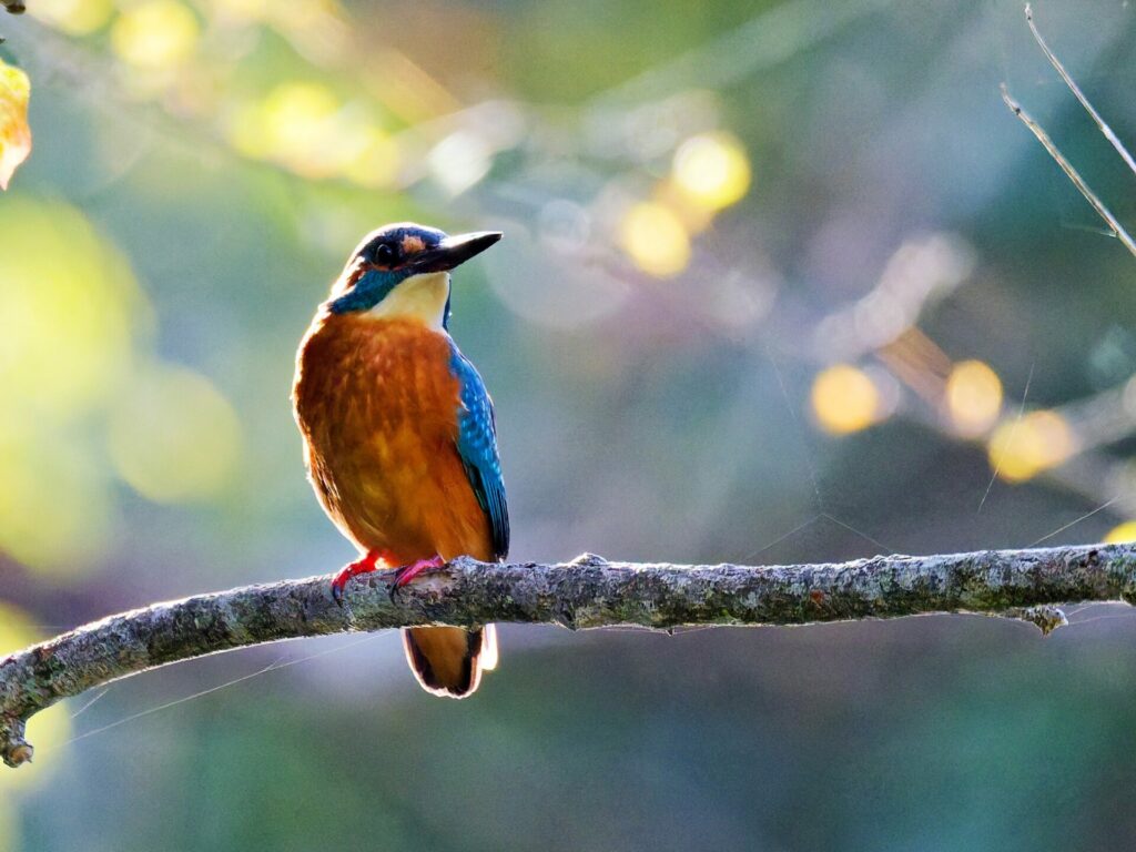 Martin-pêcheur coloré perché sur une branche dans la nature