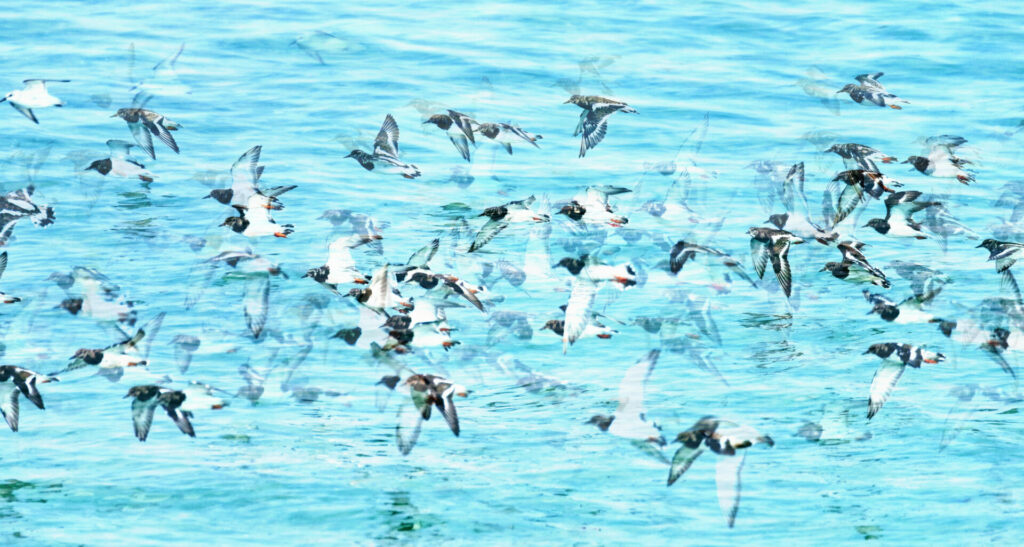 Groupe d'oiseaux migrateurs survolant la mer Méditerranée
